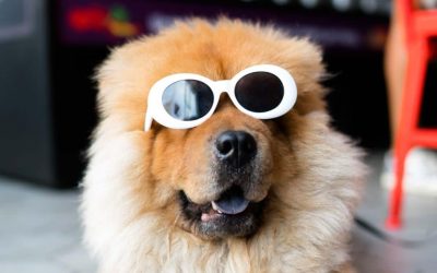 Wie es dir gelingt, deinen inneren Schweinehund zu überwinden