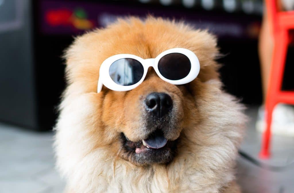 Wie es dir gelingt, deinen inneren Schweinehund zu überwinden